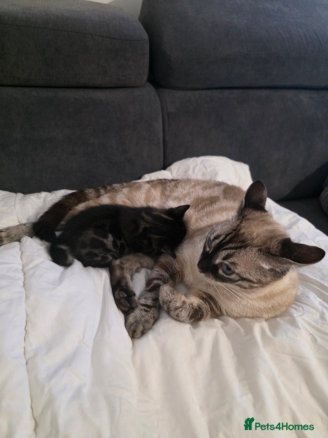 Bengal cats for sale: Double Charcoal DNA Tested Girl  - Advert 2