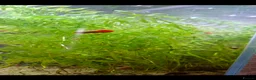 Snails fish for sale: Red ramshorn snails - Advert 3