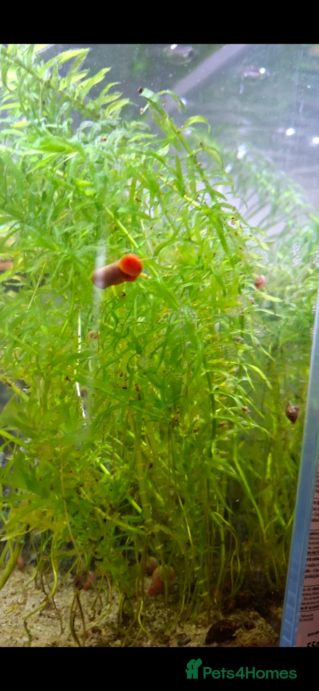 Snails fish for sale: Red ramshorn snails - Advert 3