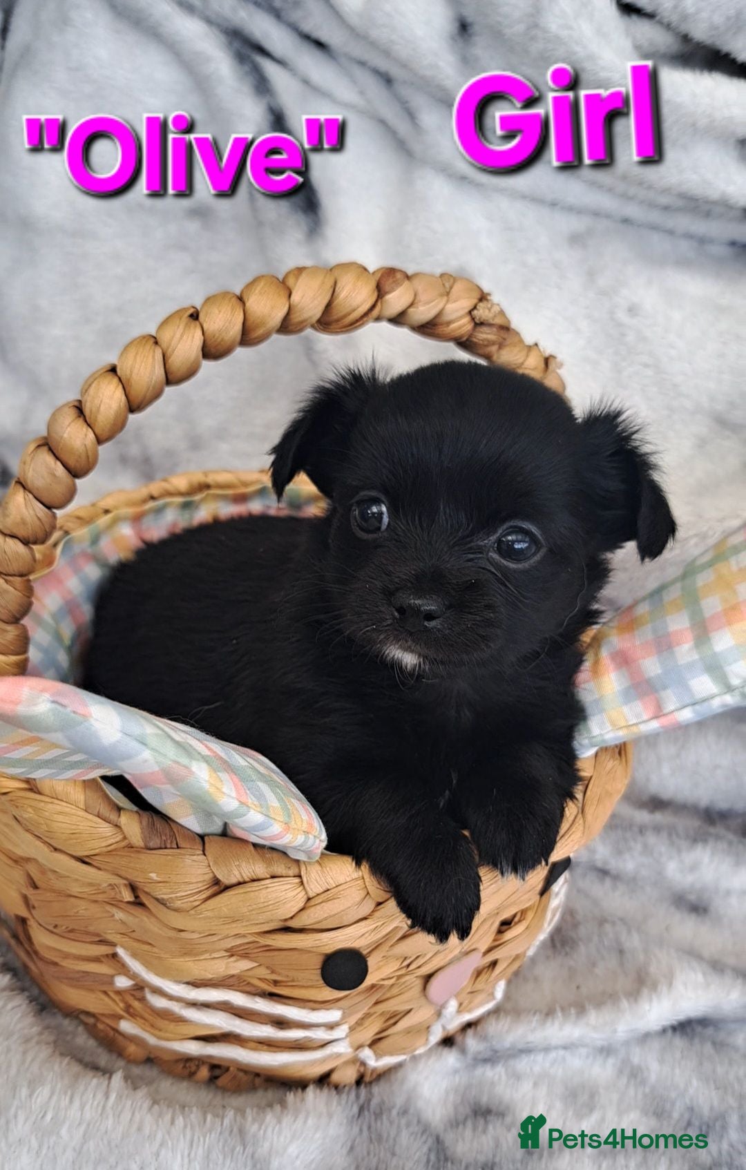 Chihuahua dogs Long Coat Chihuahua puppies - Advert 17