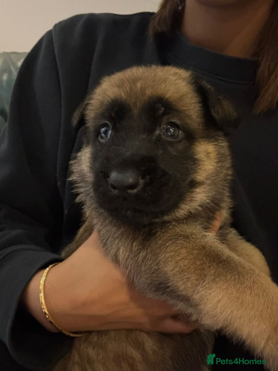 Mixed Breed dogs for sale: 8 Belgian Malinois & German Shepherd Puppies - Image 4