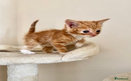 Domestic Shorthair cats for sale: Gorgeous Fluffy Kittens, ready now! - Image 11