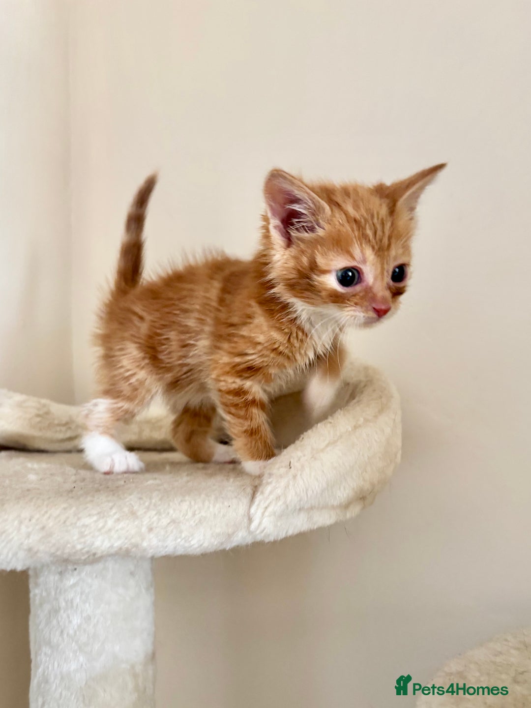 Domestic Shorthair cats for sale: Gorgeous Fluffy Kittens, ready now! - Image 11