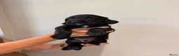 Sprocker dogs for sale: Sprocker spaniel  - Advert 14