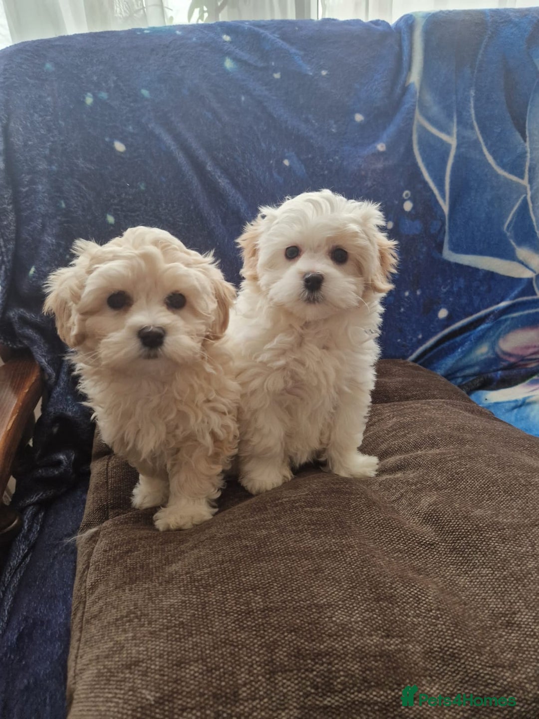Havanese dogs for sale: Beautiful Bichon Puppies Available!  - Advert 2