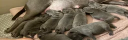 Staffordshire Bull Terrier dogs for sale: SUPERIOR BLUE STAFFORDSHIRE BULL TERRIER PUPS  - Advert 22