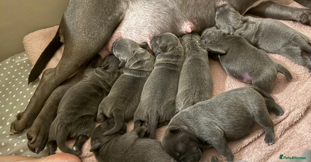 Staffordshire Bull Terrier dogs for sale: SUPERIOR BLUE STAFFORDSHIRE BULL TERRIER PUPS  - Advert 22