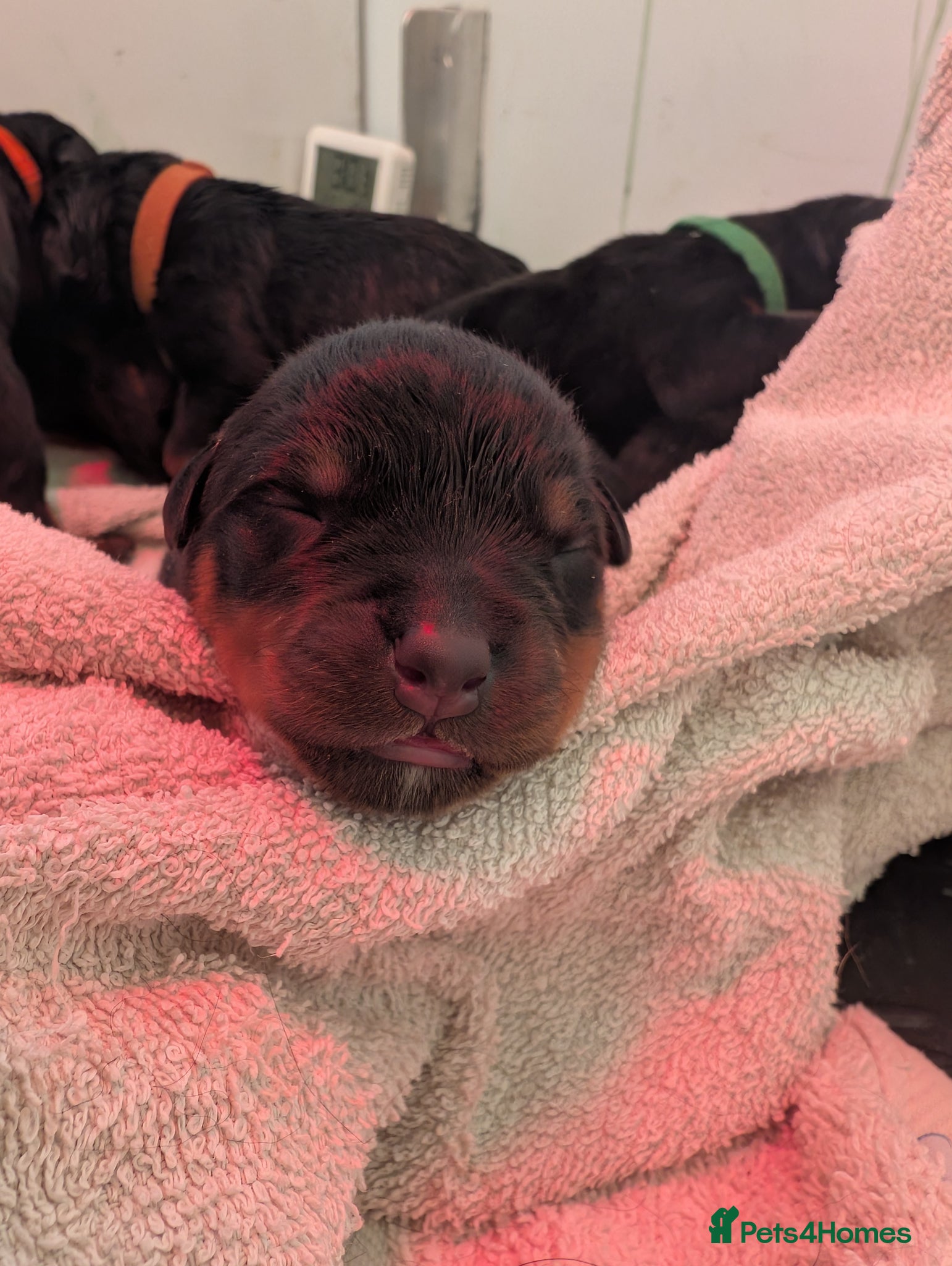 Rottweiler dogs KC Rottweiler litter expected in April  - Advert 11