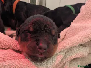 Rottweiler dogs KC Rottweiler litter expected in April - Advert 11