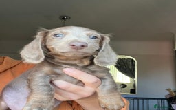 Miniature Dachshund dogs for sale: REDUCED KC miniature dachshunds READY TO LEAVE  - Image 3