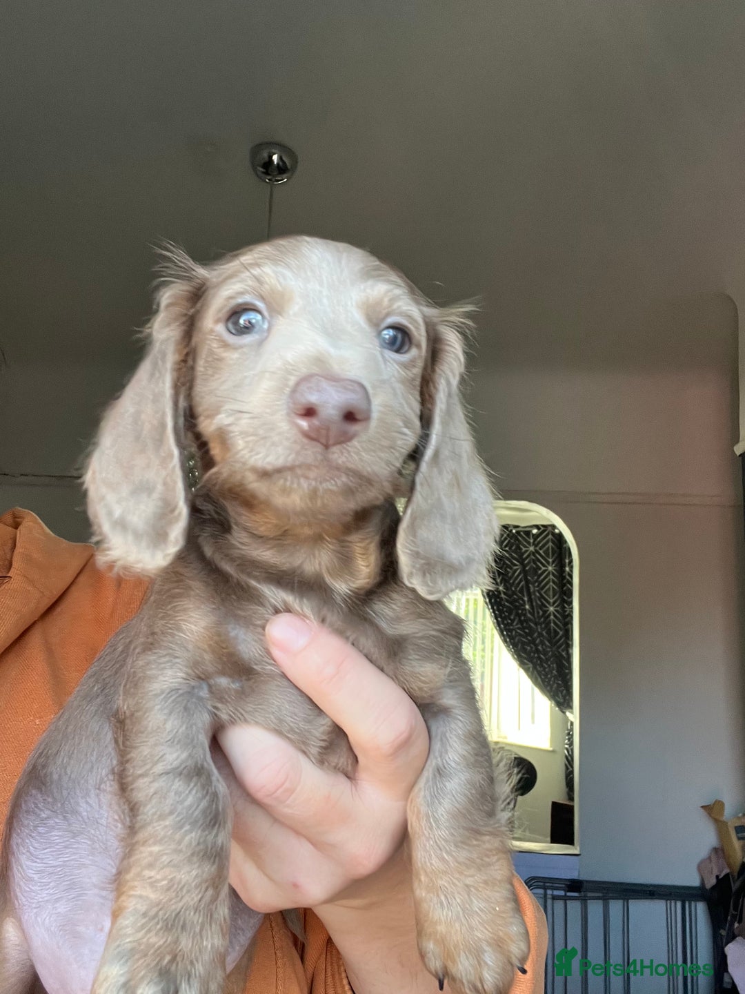 Miniature Dachshund dogs for sale: REDUCED KC miniature dachshunds READY TO LEAVE  - Image 3