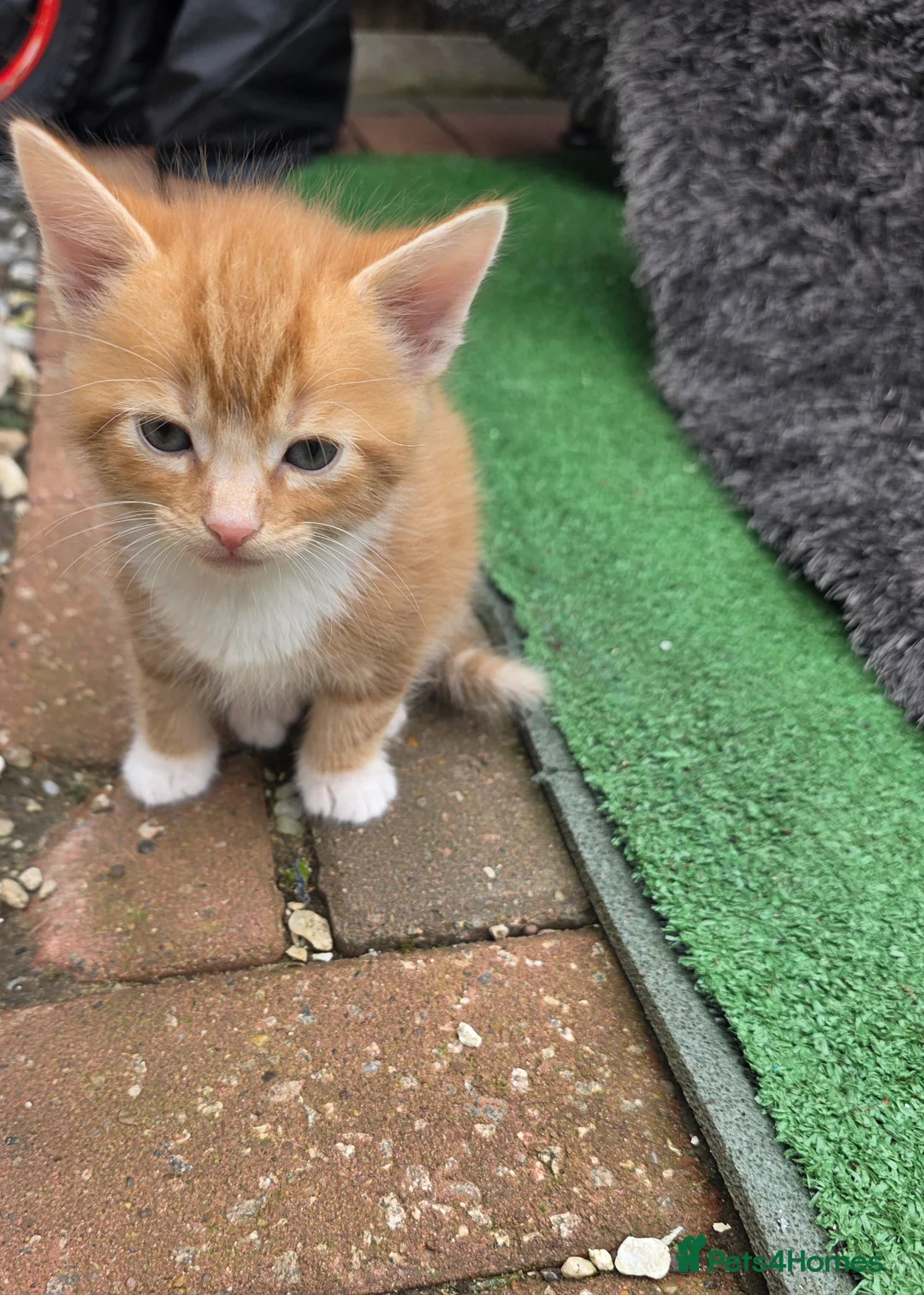 Mixed Breed cats for sale: Little Kittens Looking for a Forever Home - Advert 10