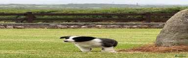 Border Collie 2