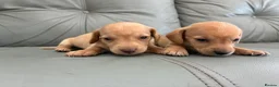 Miniature Dachshund dogs for sale: 🏆💙💖 KC REG 5 STAR BREEDER💙💖🏆CREAM - Advert 7