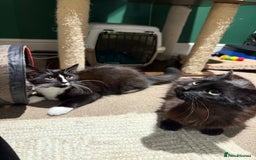 Mixed Breed cats for sale: ******s, looking for a new home  - Image 1