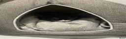Mixed Breed cats for sale: Young adult female tuxedo Cat for rehoming  - Advert 9