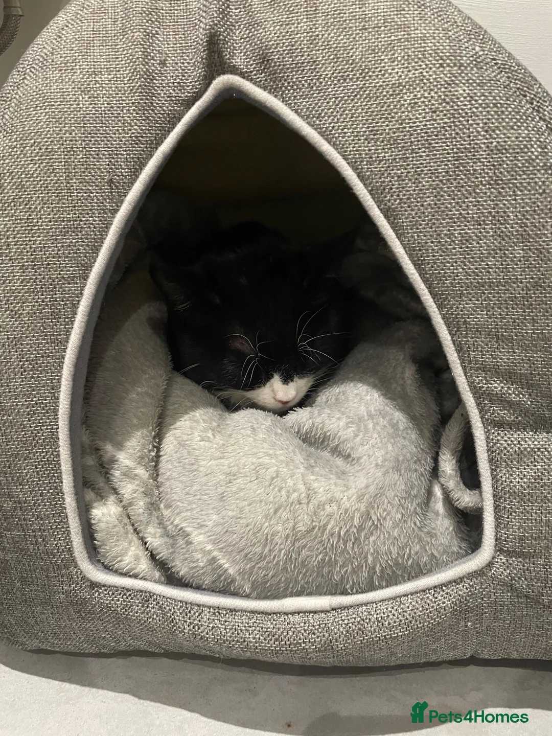 Mixed Breed cats for sale: Young adult female tuxedo Cat for rehoming  - Advert 9