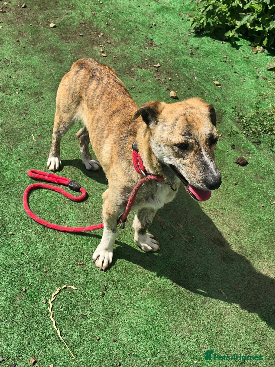 Mixed Breed dogs for adoption: 💛⭐️JESSIE - YOU GOT A FRIEND IN ME⭐️💛 - Advert 2