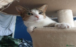 British Shorthair cats for sale: RESERVED  - Image 2