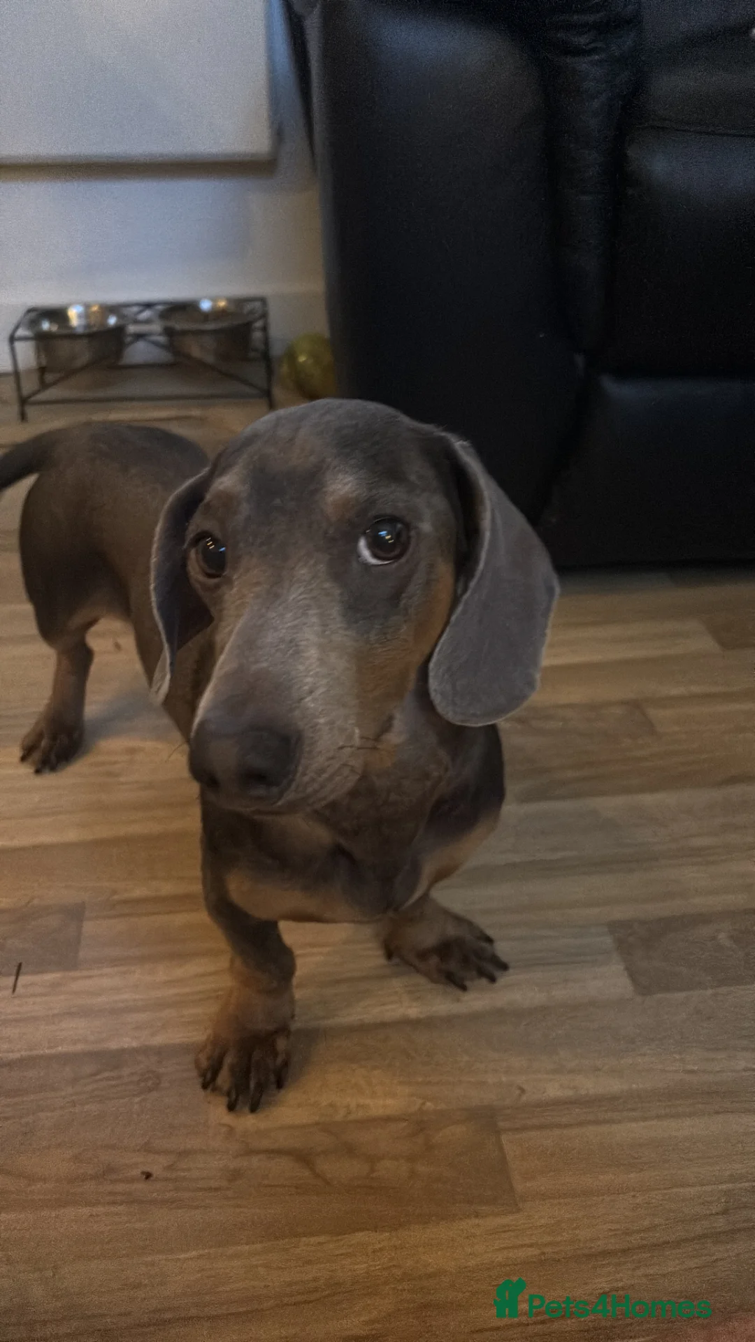 Dachshund dogs for stud: Blue colour no papers  - Advert 5