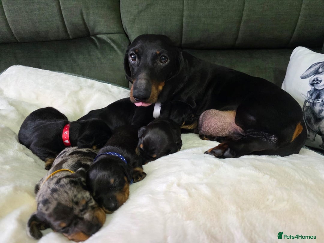 Dachshund dogs for sale: 4 Kc registred standard dachshund puppies  - Advert 9