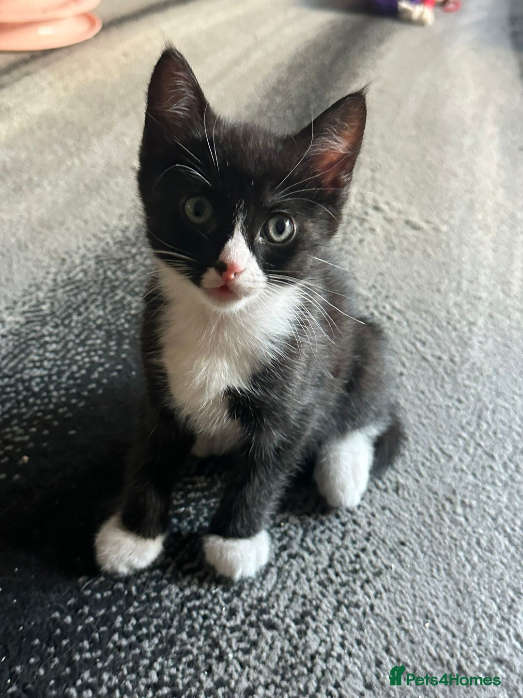 Ragcoon cats for sale: 2 Male kittens looking for forever homes  - Image 6