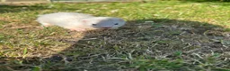Ferret rodents for sale: FERRETS - Advert 4