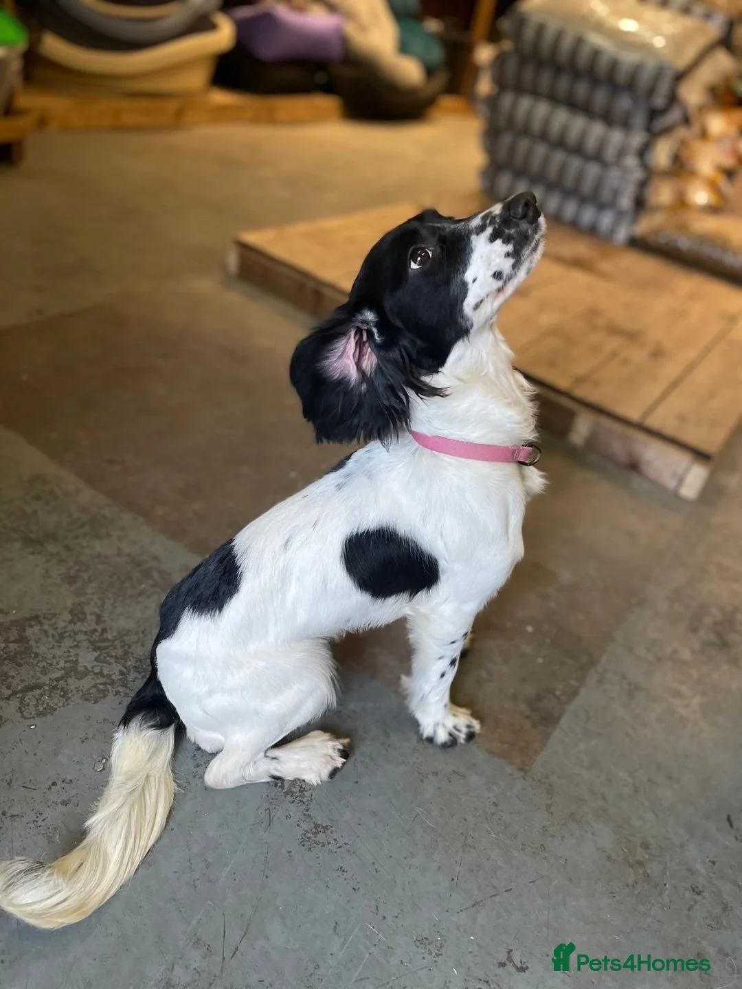 Sprocker dogs for sale: Energetic sprocker girl  - Advert 3