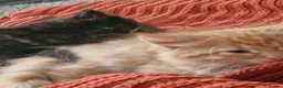Mixed Breed cats for sale: Ginger and grey and black and tabby kittens - Advert 3