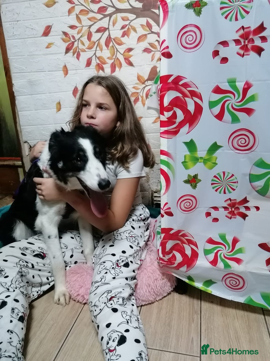 Border Collie dogs for adoption: ❤️Millie fabulous  18-month-old Border Collie ❤️ - Advert 5