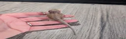 Bearded Dragon reptiles for sale: Baby bearded dragons  - Advert 14