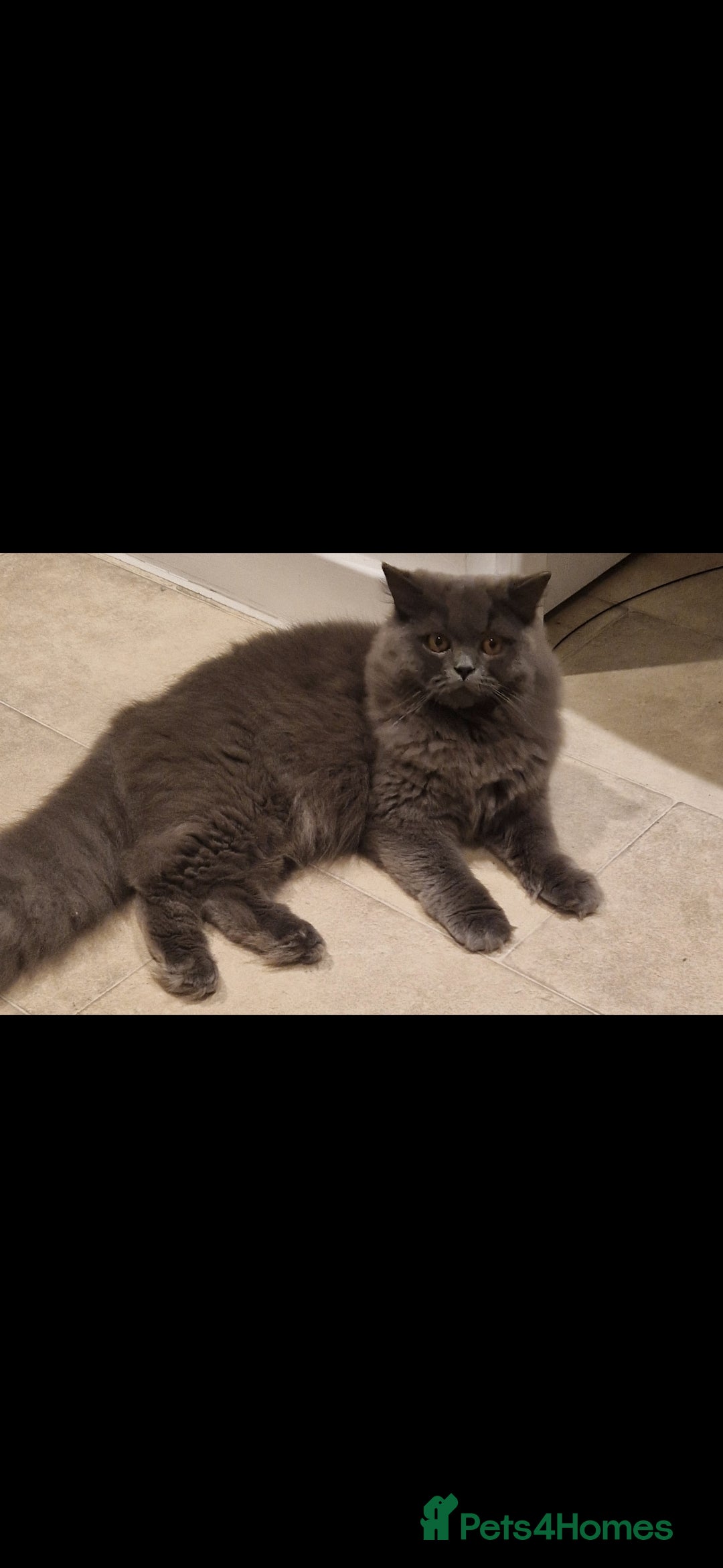 British Longhair cats for sale: 💙 Gorgeous British Longhair Queen 💙 - Image 4