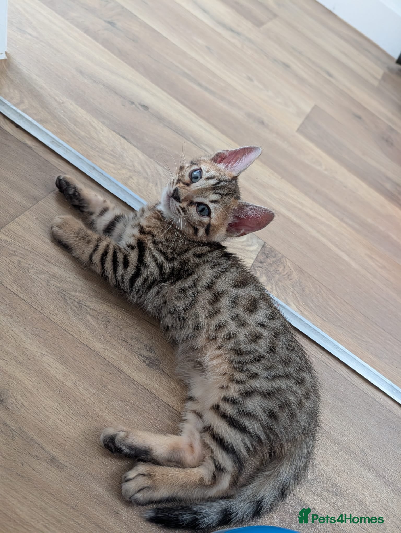 Bengal cats Pure Bengal boy kitten - Advert 2