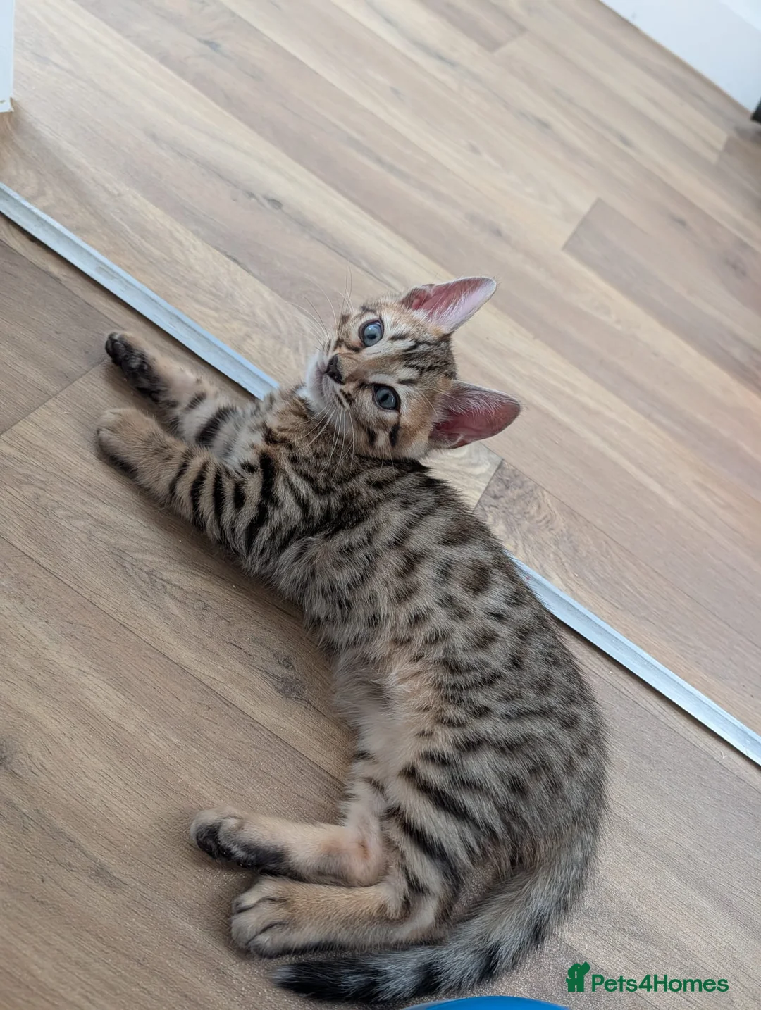 Bengal cats for sale: Pure Bengal boy kitten - Advert 3
