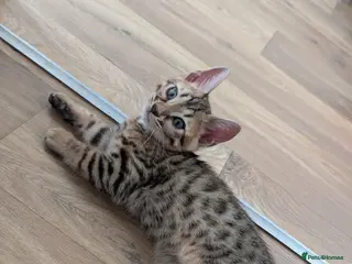 Bengal cats Pure Bengal boy kitten - Advert 2