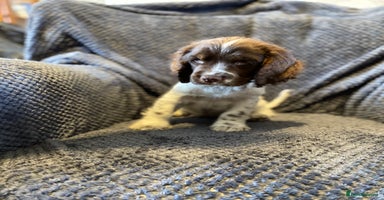 Cocker Spaniel dogs - Advert 4