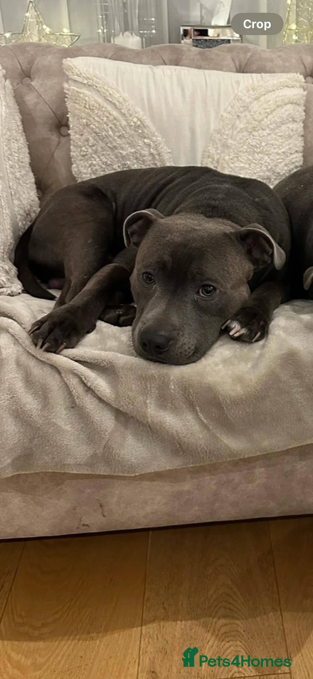 Staffordshire Bull Terrier dogs for stud: Stud offered- Blue Staffordshire Bull Terrier Stud in Wickford - Advert 11