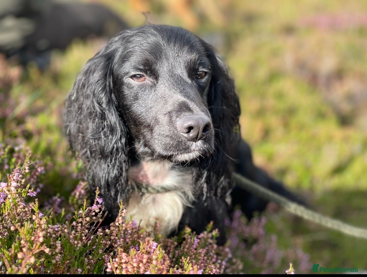 Cocker Spaniel dogs 🌟🌟Health Tested Black Cocker Stud🌟🌟 - Advert 5