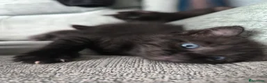 Maine Coon Kitten 3