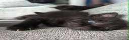 Mixed Breed cats for sale: Maine Coon cross Thai cat breed  - Advert 13
