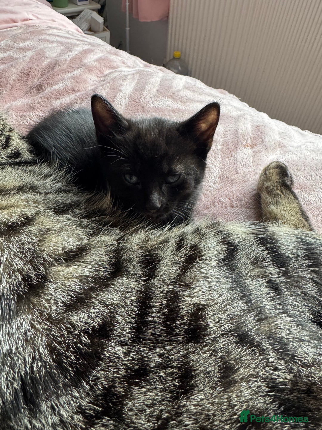 Mixed Breed cats for sale: 2 black male kittens for adoption  - Advert 5