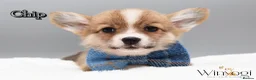 Welsh Corgi Pembroke dogs for sale: Absolutely Stunning KC WPC Puppies  - Advert 2
