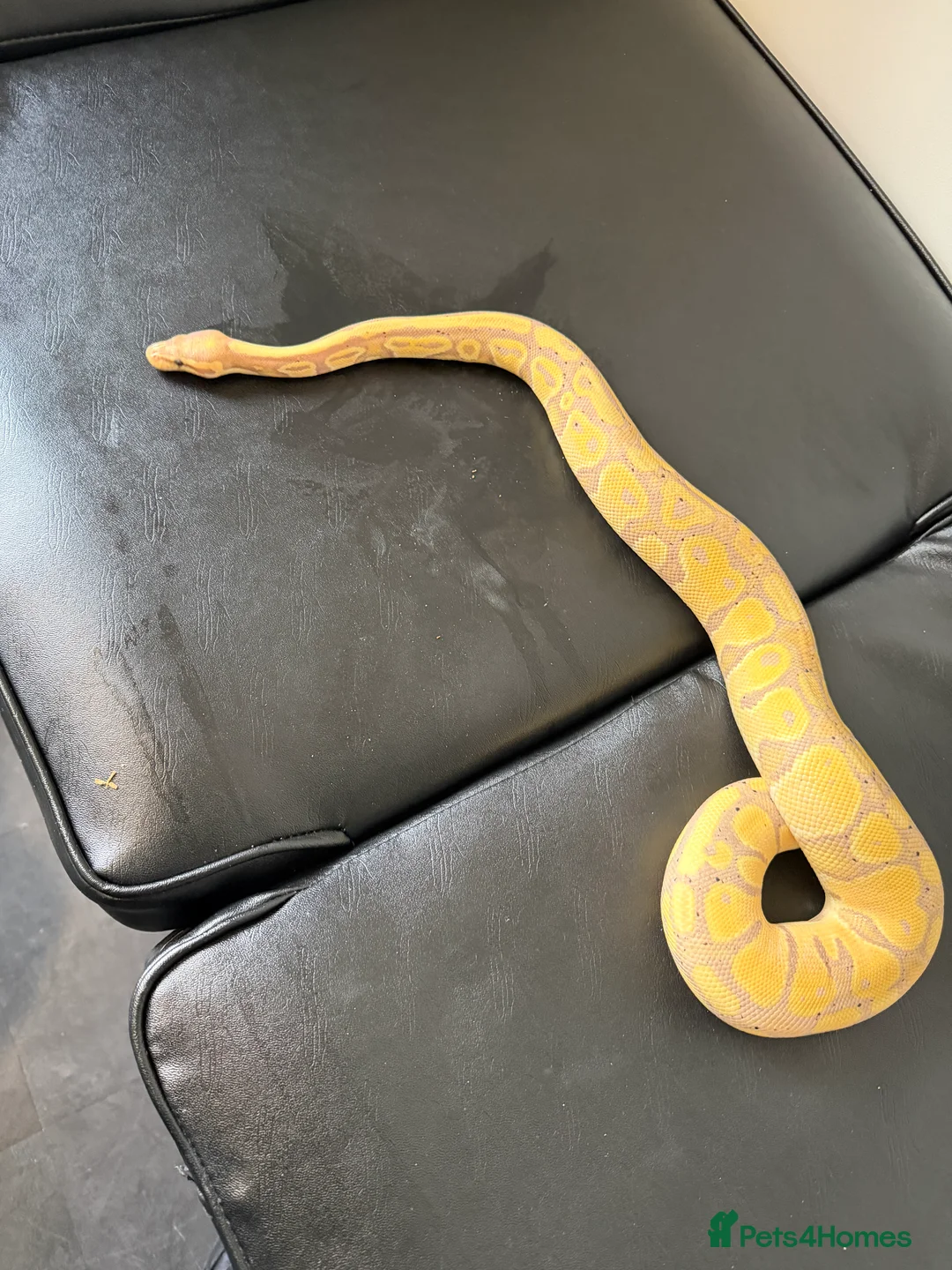 Python Snake reptiles for sale: Royal pythons and cornsnakes with set up - Advert 3