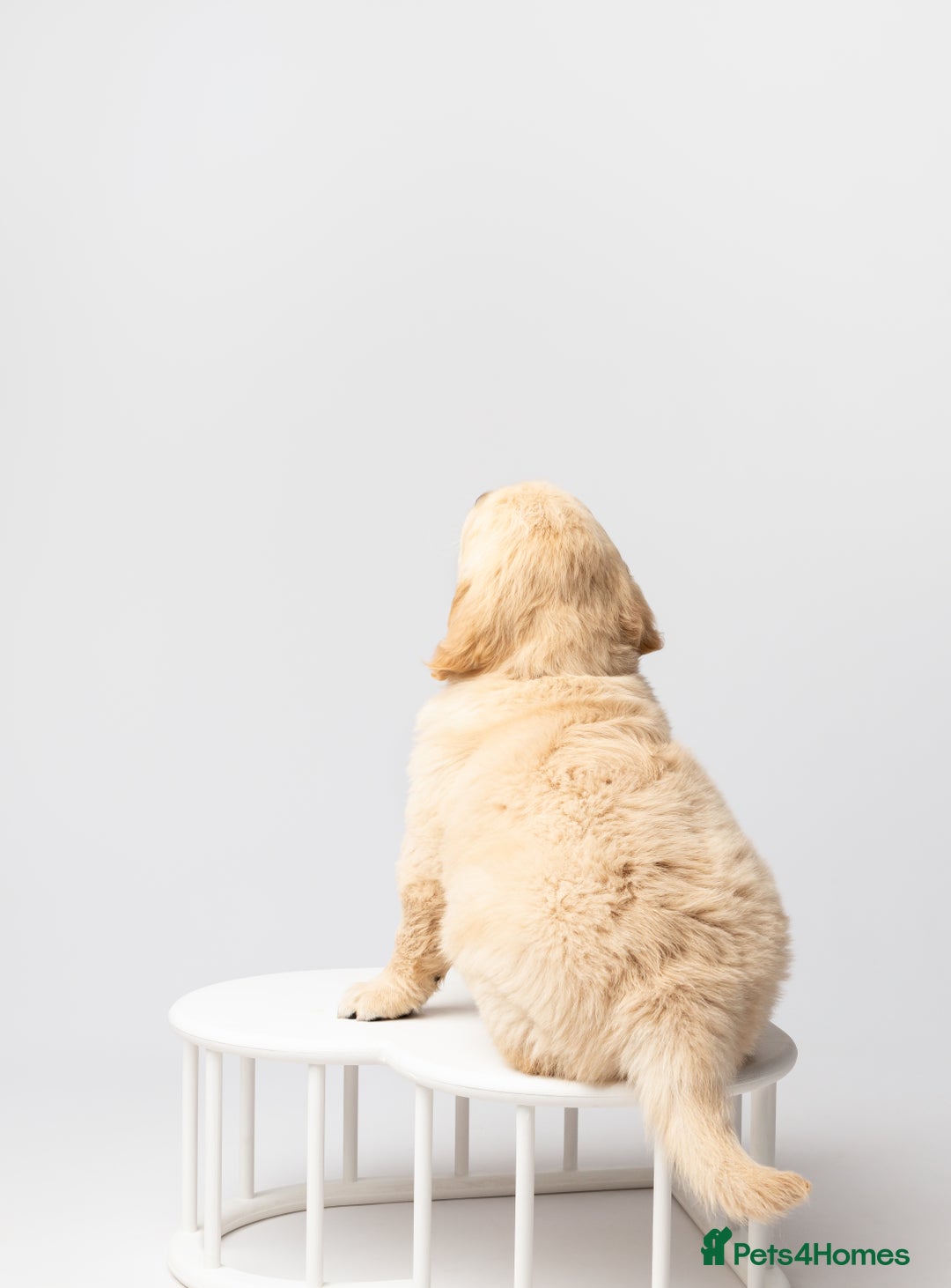 Golden Retriever dogs for sale: European bloodline GR puppies  - Advert 35