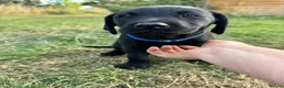 Labrador Retriever dogs for sale: Exceptional KC Labrador Puppies from Working Line  - Advert 4