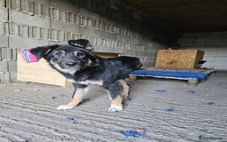 Mixed Breed dogs for adoption: A poor, gentle 3 legged boy needs a Loving Home - Image 7