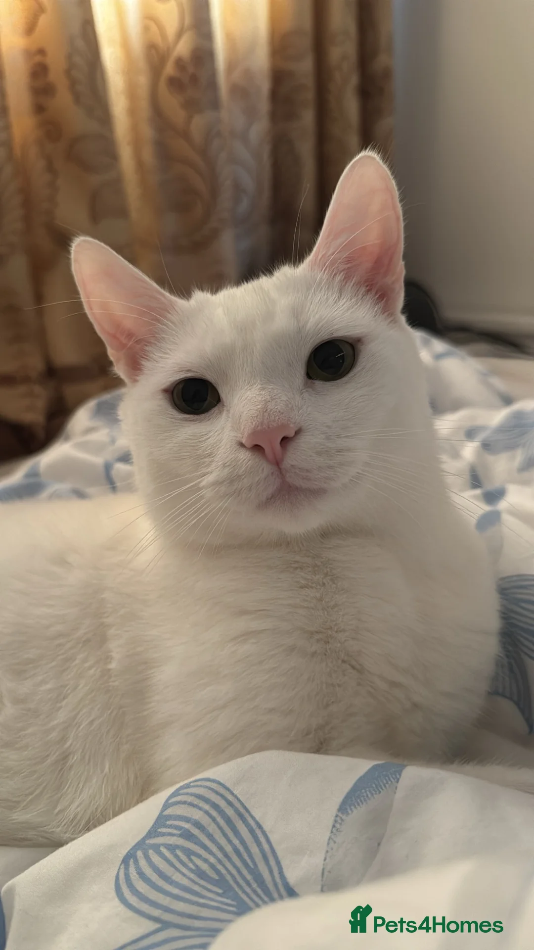 Mixed Breed cats for sale: 4 year old snowball mixed breed  in London - Advert 3