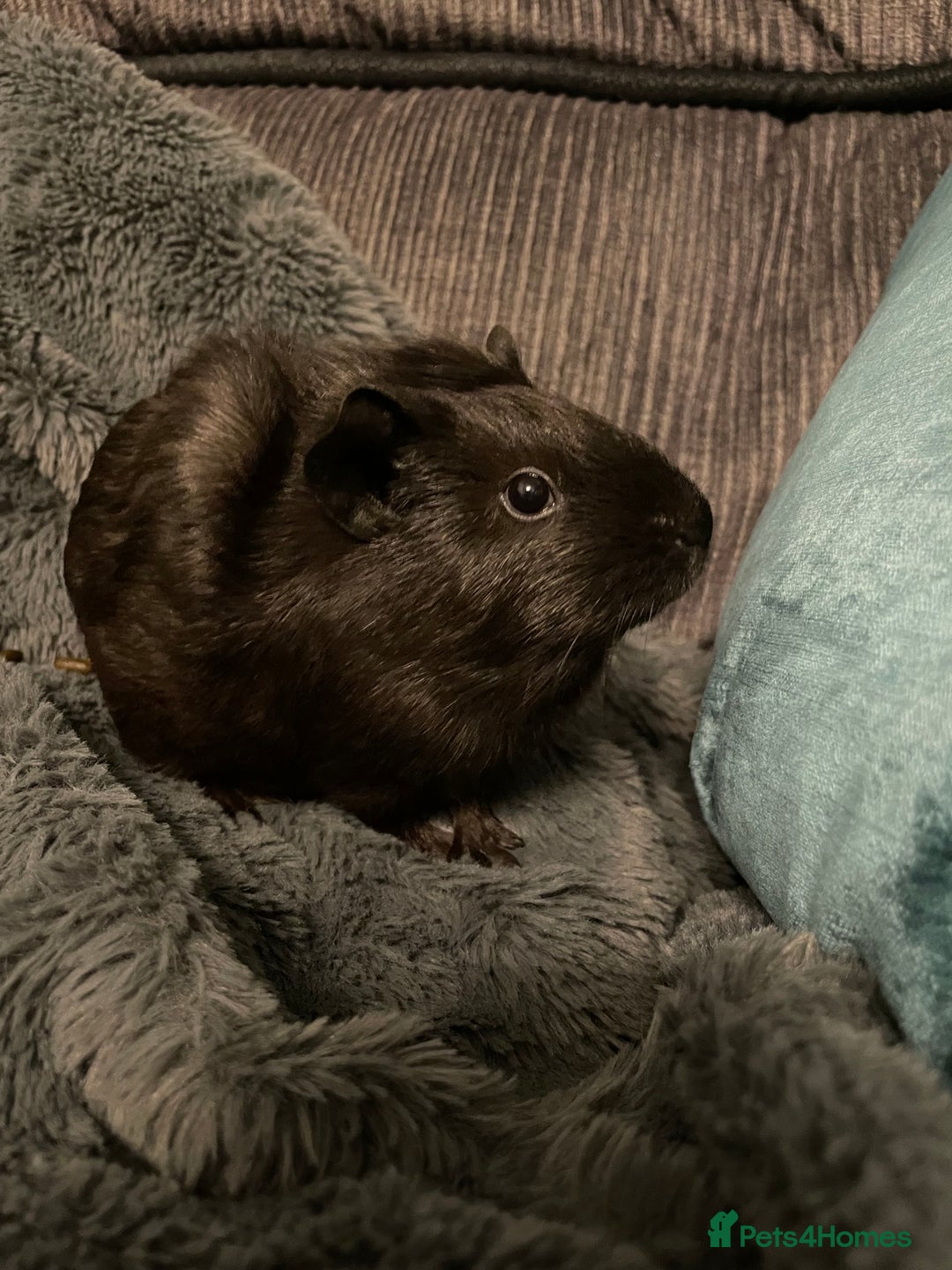 Guinea Pig rodents for sale: 2 baby girl guinea pigs  - Image 5