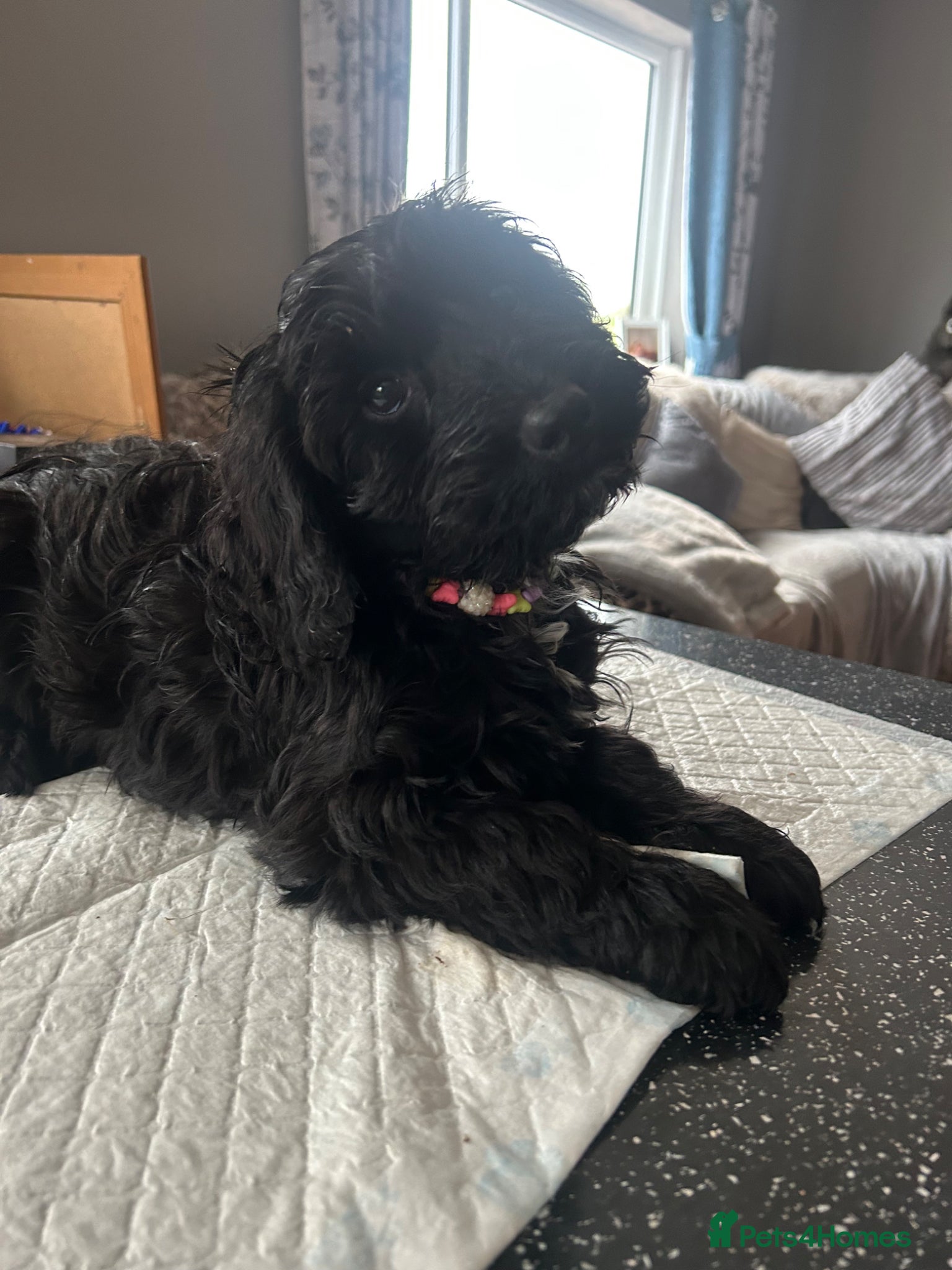 Cockapoo dogs Reduced Beautiful F1 Cockapoo girl puppy - Advert 10