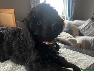 Cockapoo dogs Reduced Beautiful F1 Cockapoo girl puppy - Advert 10